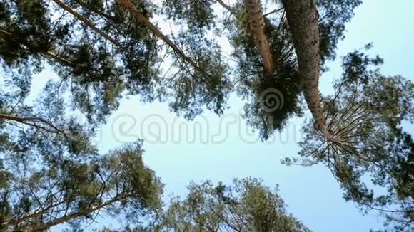 在阳光明媚的日子里林中高大的松树在蓝天的映衬下郁郁葱葱的树冠视频的预览图