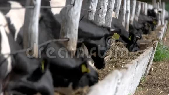牛从食槽里吃视频的预览图