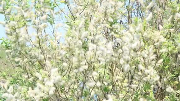 风中柳树的嫩芽发出的绒毛视频的预览图