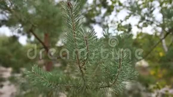 常绿云杉美丽的分支松树在风中摇曳有选择的焦点户外活动视频的预览图