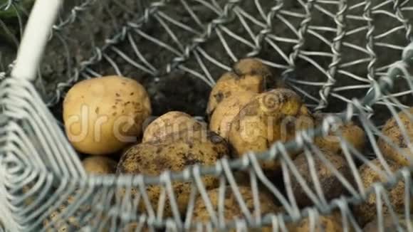 新鲜的土豆放在篮子里视频的预览图