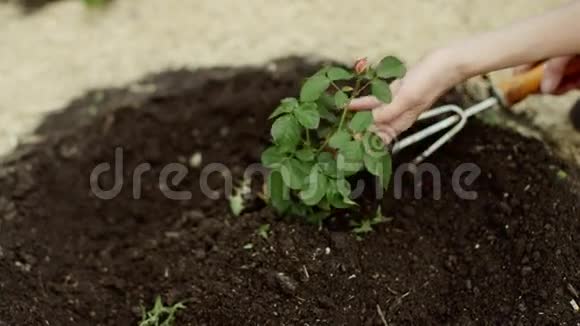 关心植物视频的预览图