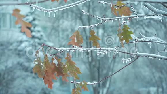 冬天树上的叶子就像圣诞树一样视频的预览图