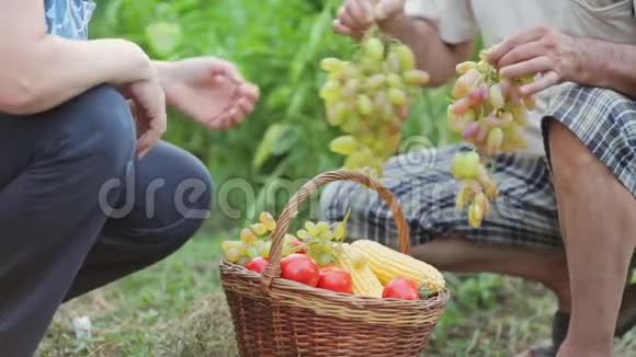一男一女在花园里收集成熟的葡萄和蔬菜评估每一粒葡萄的品质视频的预览图