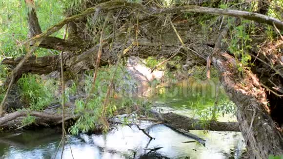 柳树从岸边掉到河里视频的预览图