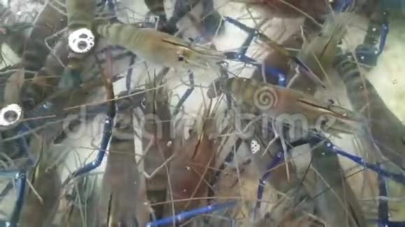 新鲜河虾在餐厅的水箱出售视频的预览图