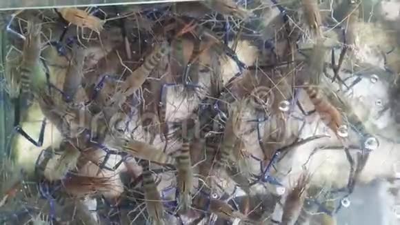 新鲜河虾在餐厅的水箱出售视频的预览图