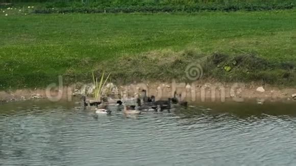 印度跑鸭子从池塘里出来视频的预览图