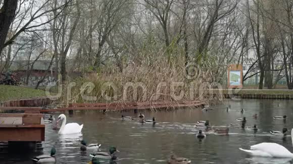 白天鹅和鸭子在小桥附近的池塘里游泳秋天的景色视频的预览图