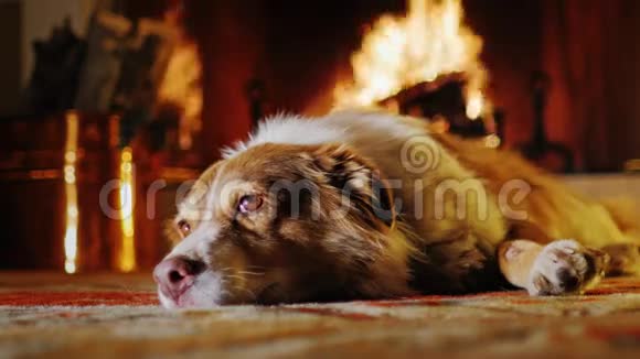 狗躺在壁炉的背景上里面有木柴和水桶舒适温馨的家视频的预览图