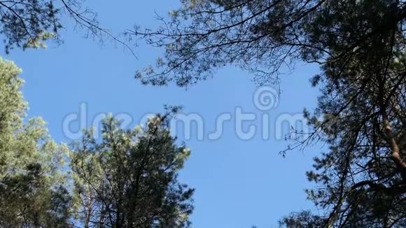 一群鹤鸟在松树森林上空盘旋秋鸟迁徙视频的预览图