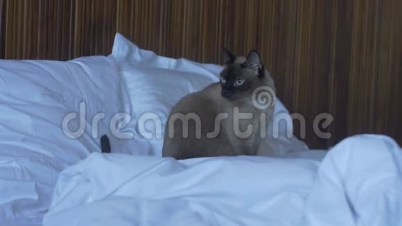 猫坐在床上视频的预览图