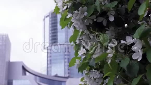 办公楼背景上绽放的白色樱花库存录像春季开花和园艺视频的预览图