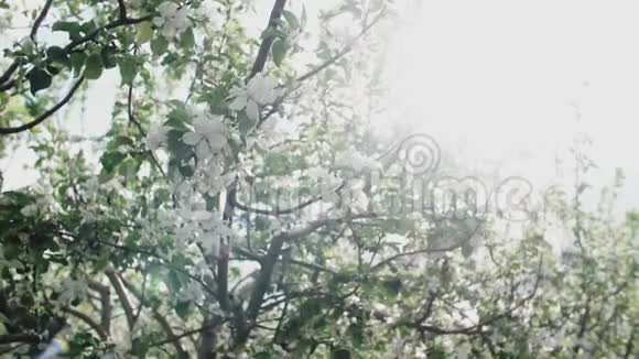 苹果树的开花枝视频的预览图