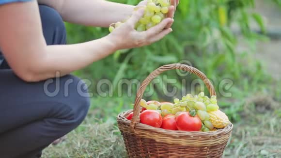一位女农民的特写镜头把一串成熟的白葡萄放在柳条篮子里篮子里放着蔬菜西红柿和玉米视频的预览图