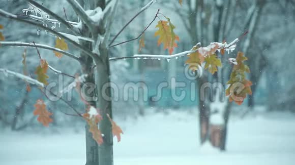 冬天树上的叶子就像圣诞树一样视频的预览图