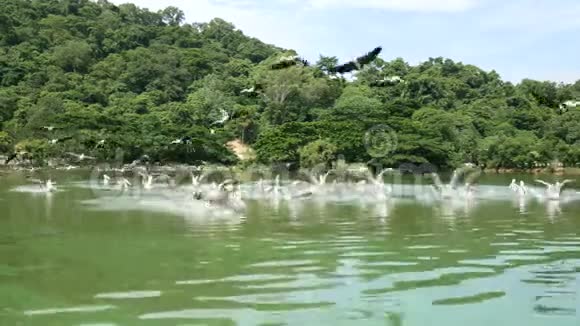 4K一群鸟飞过湖面捕捉一些鱼作为食物鸟野生动物视频的预览图