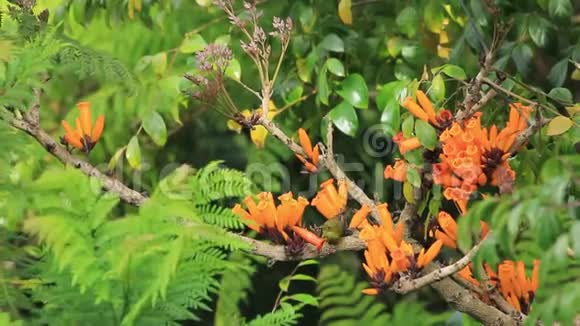 棕褐色的太阳鸟幼鸟盛开在枝头视频的预览图