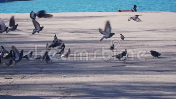 海边的鸽子慢动作视频的预览图