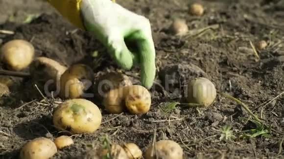 新鲜的地皮土豆用手摘视频的预览图