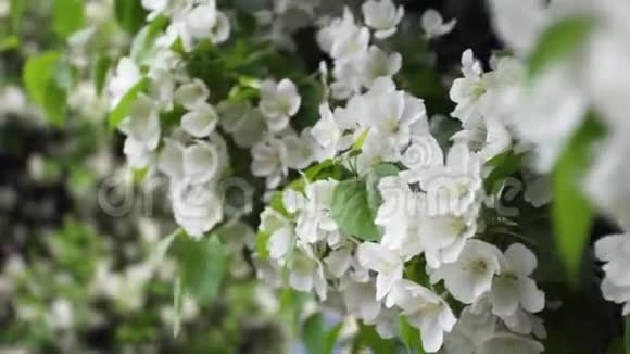 城市建筑背景上盛开的白色灌木花库存录像浓密整洁美丽的景色视频的预览图