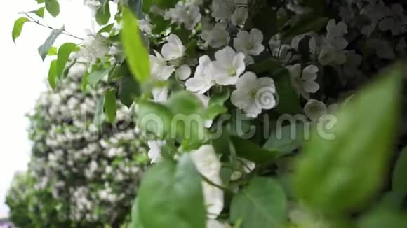 盛开的白色花朵灌木丛中的停车背景库存录像绿色城市美丽的灌木丛盛开视频的预览图