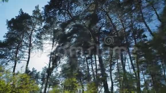 运动阳光透过松林生长视频的预览图