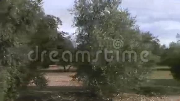 从橄榄树上移动或移动摄像机视频的预览图