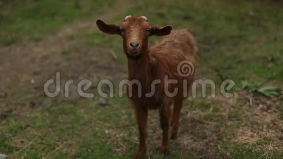 山羊动物自然的草地视频的预览图