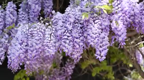 中风紫藤攀缘植物密紫花簇4K视频的预览图