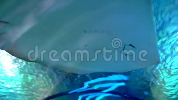 鱼黄貂鱼漂浮在清澈的蓝色水中靠近大型水族馆水下场景箭鱼和鱼类视频的预览图