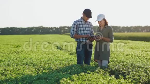农民带着平板电脑在鹰嘴豆田工作视频的预览图
