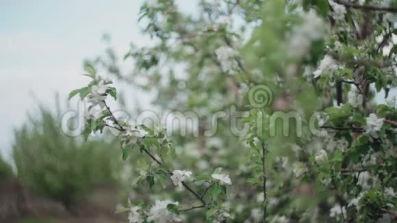 苹果树的开花枝视频的预览图