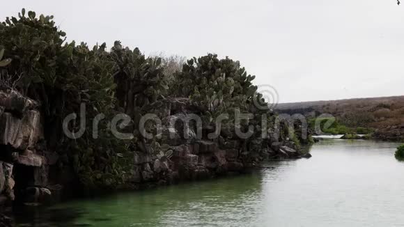 在加拉帕戈斯的吉诺维萨岛悬崖上生长的刺梨仙人掌视频的预览图