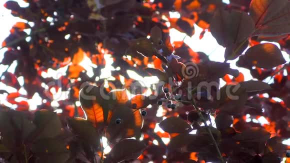 自然背景阳光透过吹拂在风树上的红叶模糊的抽象波克与太阳耀斑阳光视频的预览图