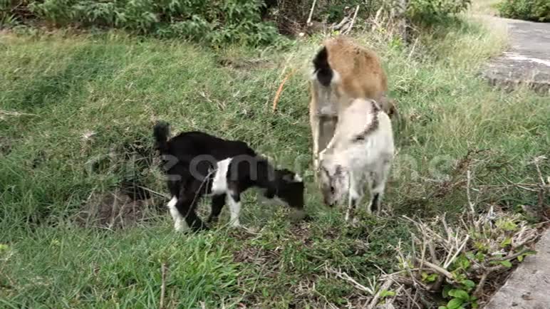 一只母羊和两个孩子在热带视频的预览图