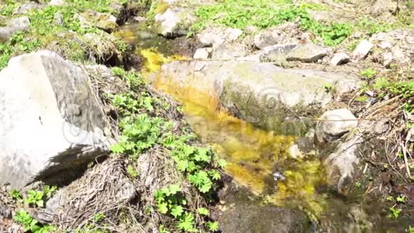 森林溪流在绿色植物和石头之间在阳光明媚的日子美丽的自然媒体美丽的夏季景观视频的预览图