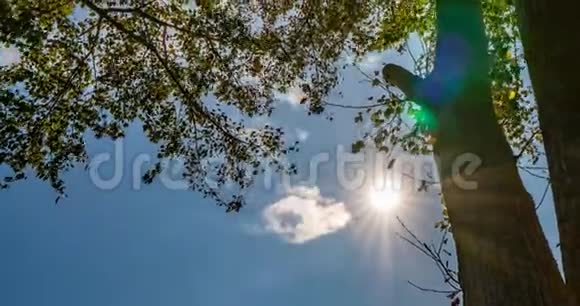 时光随着秋天的树木流逝阳光透过树冠美丽的风景视频的预览图