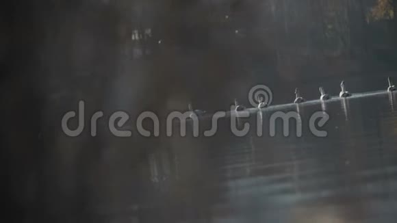 一群天鹅在湖边游泳视频的预览图