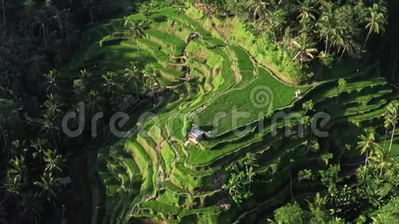 来自空中的农业景观夏天的水稻梯田联合国教科文组织世界遗产巴厘岛Jatiluwih高地视频的预览图