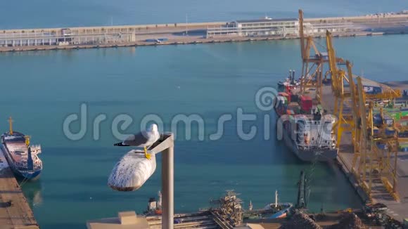 一只海鸥坐在路灯上背景是工厂海洋船舶工厂和工业日落视频的预览图