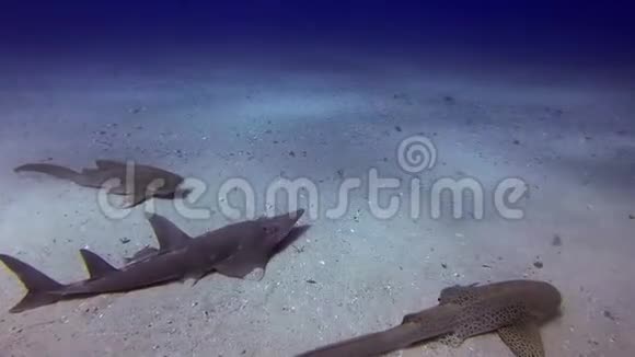 白锅吉塔菲和豹鲨浅黄色鲨鱼浅滩雷蓝天视频的预览图