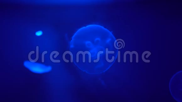 水母在蓝色背景的水柱中移动视频的预览图