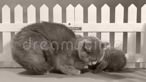 妈妈猫和小猫在白色栅栏前的画像视频的预览图