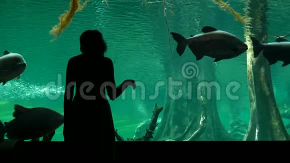 女人看着漂浮在海洋馆玻璃水池里的大鱼视频的预览图