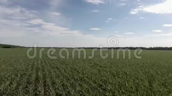 空中飞行飞越绿色的玉米在农田与天空视频的预览图