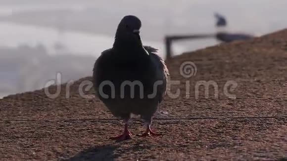 鸽子不小心走在沥青上一只海鸥坐在灯柱上鸟类自然背景环境全球视频的预览图