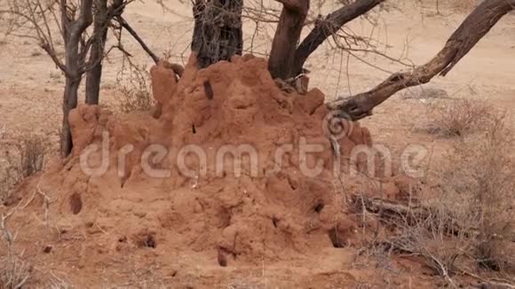 非洲大草原红壤大型白蚁猎犬的特写视频的预览图