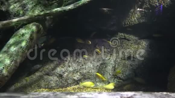 黄色的鱼在岩石深处的光束中视频的预览图