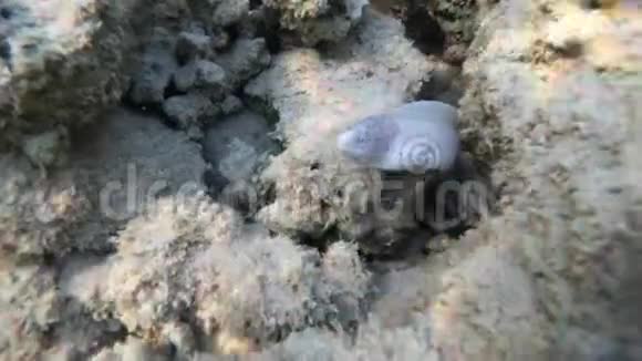 莫雷鳗鱼从岩石里出来水下射击视频的预览图